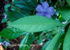 <i>Brunfelsia cuneifolia</i> J.A.Schmidt [Solanaceae]