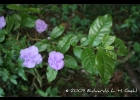 <i>Brunfelsia cuneifolia</i> J.A.Schmidt [Solanaceae]