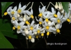 <i>Solanum sanctaecatharinae</i> Dunal [Solanaceae]