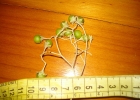 <i>Solanum sanctaecatharinae</i> Dunal [Solanaceae]