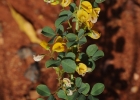 <i>Poiretia tetraphylla</i> (Poir.) Burkart [Fabaceae]