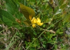 <i>Rhynchosia diversifolia</i> Micheli [Fabaceae]
