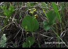 <i>Rhynchosia hauthalii</i> Harms ex Kuntze [Fabaceae]