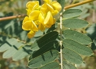 <i>Sesbania virgata</i> (Cav.) Pers. [Fabaceae]