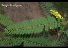 <i>Sesbania virgata</i> (Cav.) Pers. [Fabaceae]