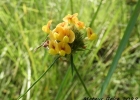 <i>Stylosanthes montevidensis</i> Vogel [Fabaceae]