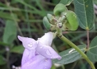<i>Vigna peduncularis</i> (Kunth) Fawc. & Rendle [Fabaceae]