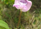 <i>Vigna peduncularis</i> (Kunth) Fawc. & Rendle [Fabaceae]