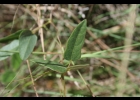 <i>Vigna peduncularis</i> (Kunth) Fawc. & Rendle [Fabaceae]