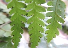 <i>Dennstaedtia obtusifolia</i> (Willd.) Moore [Dennstaedtiaceae]