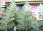 <i>Dennstaedtia obtusifolia</i> (Willd.) Moore [Dennstaedtiaceae]