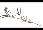 <i>Desmanthus virgatus</i> (L.) Willd. [Fabaceae]