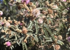 <i>Mimosa incana</i> (Spreng.) Benth. [Fabaceae]