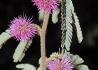 <i>Mimosa incana</i> (Spreng.) Benth. [Fabaceae]
