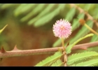 <i>Mimosa pigra</i> L. [Fabaceae]