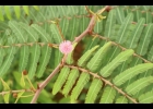 <i>Mimosa pigra</i> L. [Fabaceae]