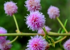 <i>Mimosa pigra</i> L. [Fabaceae]