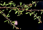 <i>Mimosa cruenta</i> Benth. [Fabaceae]