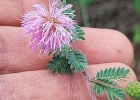 <i>Mimosa sanguinolenta</i> Barneby [Fabaceae]