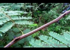 <i>Senegalia bonariensis</i> (Gillies ex Hook. & Arn.) Seigler & Ebinger [Fabaceae]