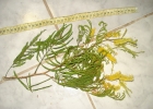 <i>Senegalia bonariensis</i> (Gillies ex Hook. & Arn.) Seigler & Ebinger [Fabaceae]