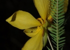 <i>Chamaecrista flexuosa</i> (L.) Greene [Fabaceae]