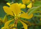<i>Senna neglecta</i> (Vogel) H.S. Irwin & Barneby [Fabaceae]