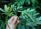 <i>Senna neglecta</i> (Vogel) H.S. Irwin & Barneby [Fabaceae]