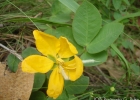 <i>Senna pilifera</i> (Vogel) H.S. Irwin & Barneby [Fabaceae]