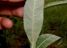 <i>Pterocaulon alopecuroides</i> (Lam.) DC. [Asteraceae]
