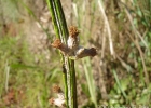 <i>Pterocaulon polypterum</i> (DC.) Cabrera [Asteraceae]