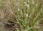 <i>Pterocaulon rugosum</i> (Vahl) Malme [Asteraceae]