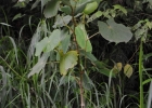 <i>Piper umbellatum</i> L.  [Piperaceae]