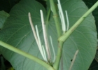 <i>Piper umbellatum</i> L.  [Piperaceae]