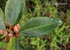 <i>Coussapoa microcarpa</i> (Shott) Rizzini [Urticaceae]