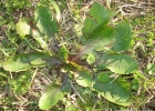 <i>Eryngium nudicaule</i> Lam. [Apiaceae]