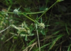 <i>Eryngium nudicaule</i> Lam. [Apiaceae]