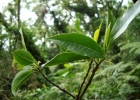 <i>Coussapoa microcarpa</i> (Shott) Rizzini [Urticaceae]