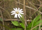 <i>Chaptalia runcinata</i> Kunth [Asteraceae]