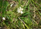 <i>Chaptalia runcinata</i> Kunth [Asteraceae]