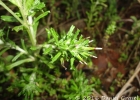 <i>Facelis retusa</i> (Lam.) Sch. Bip. [Asteraceae]
