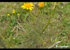 <i>Senecio leptolobus</i> DC. [Asteraceae]