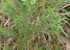 <i>Vernonia nudiflora</i> Less. [Asteraceae]