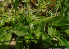 <i>Pratia hederacea</i> (Cham.) G. Don [Campanulaceae]