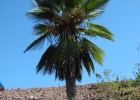 <i>Trithrinax acanthocoma</i> Drude [Arecaceae]