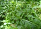 <i>Kyllinga brevifolia</i> Rottb. [Cyperaceae]