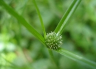 <i>Kyllinga brevifolia</i> Rottb. [Cyperaceae]