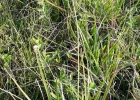 <i>Eriocaulon magnificum</i> Ruhland [Eriocaulaceae]