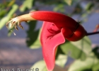 <i>Erythrina cristagalli</i> L. [Fabaceae]