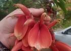 <i>Erythrina cristagalli</i> L. [Fabaceae]